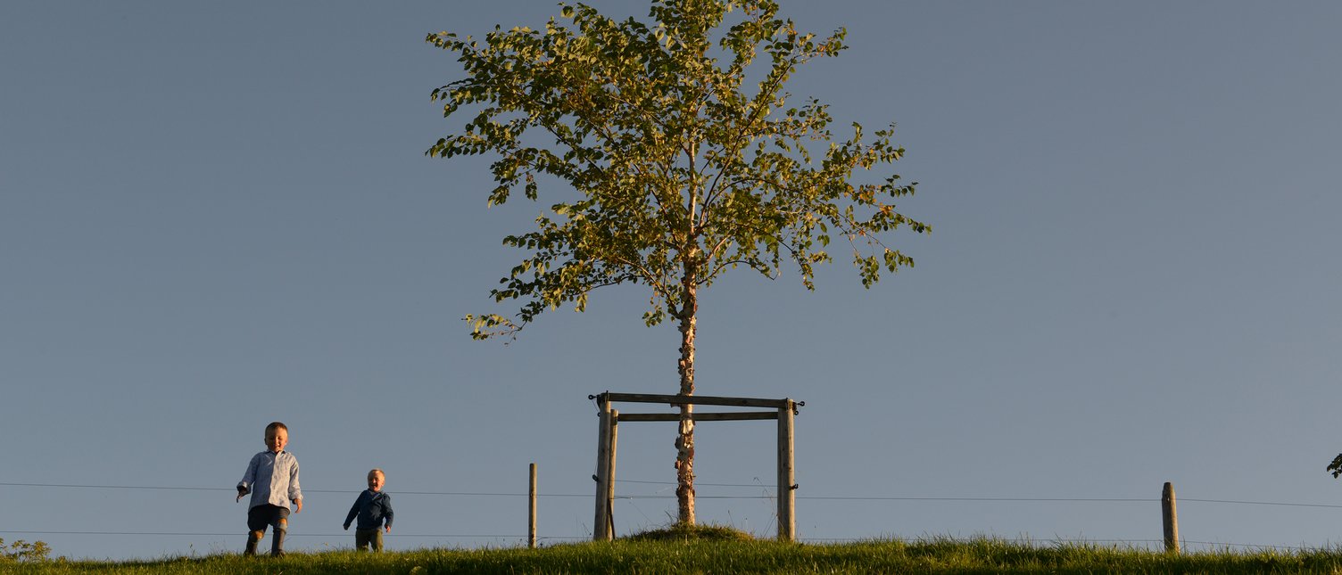 Baum in Urnäsch
